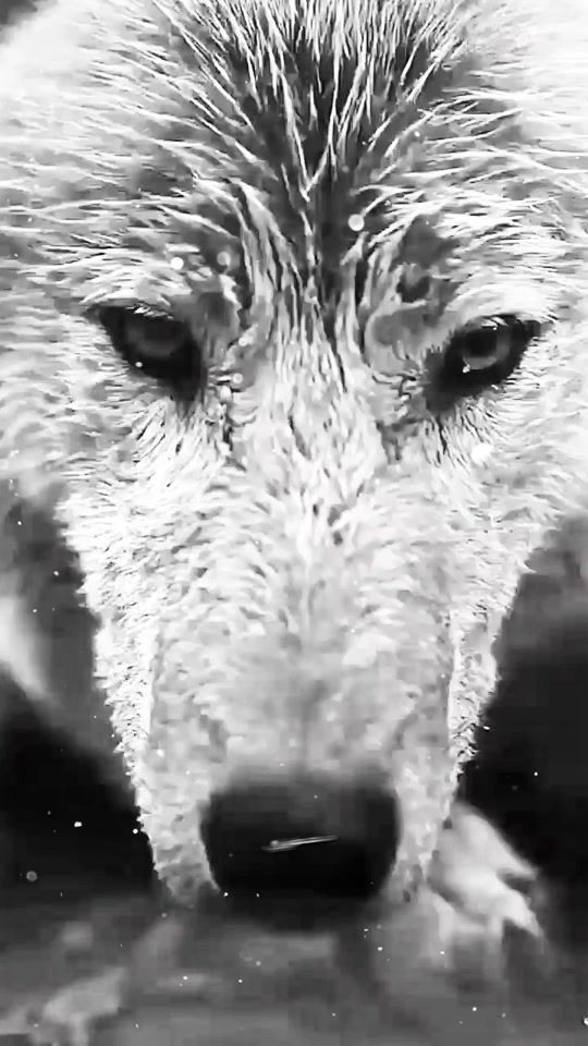TikTok video thumbnail by 7abibalro0