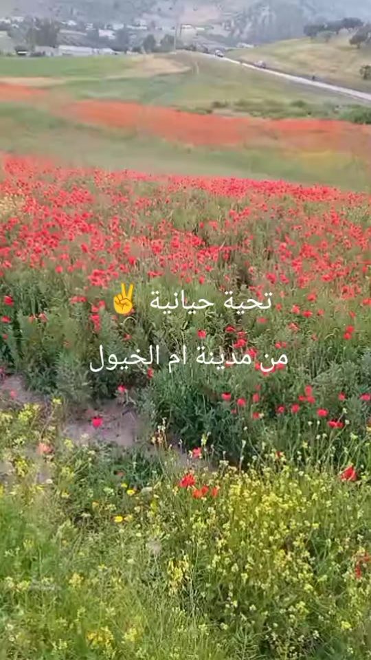 TikTok video thumbnail by hakima.belfares