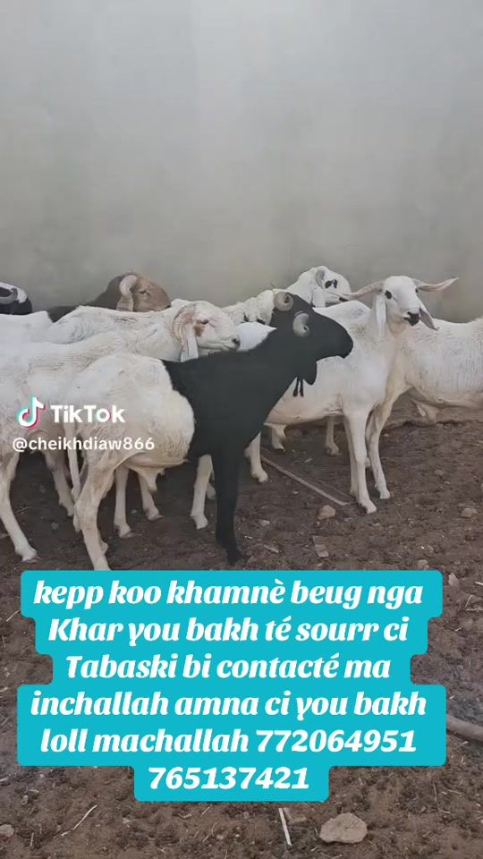 TikTok video thumbnail by abdousallam2