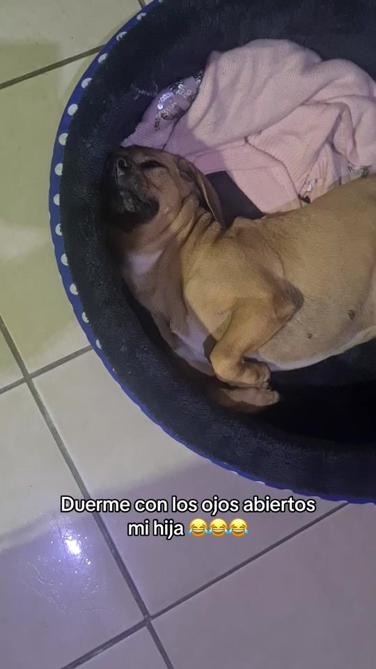 TikTok video thumbnail by xsfp