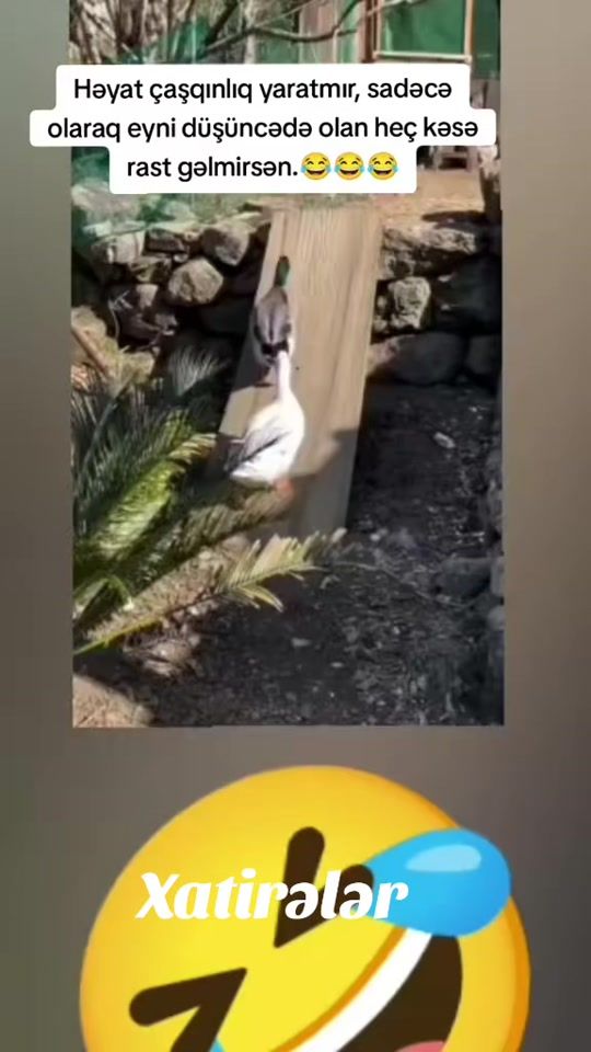 TikTok video thumbnail by _veten__perver