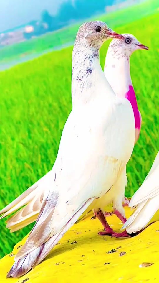 TikTok video thumbnail by ghulam.nabi.khan38