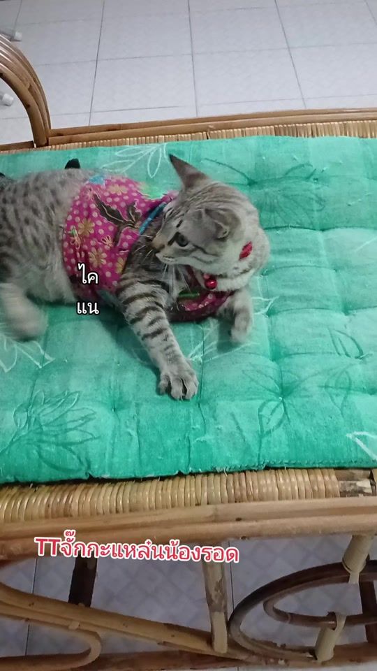 TikTok video thumbnail by noo.na938