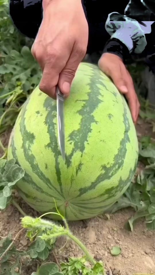 TikTok video thumbnail by vanroseavith