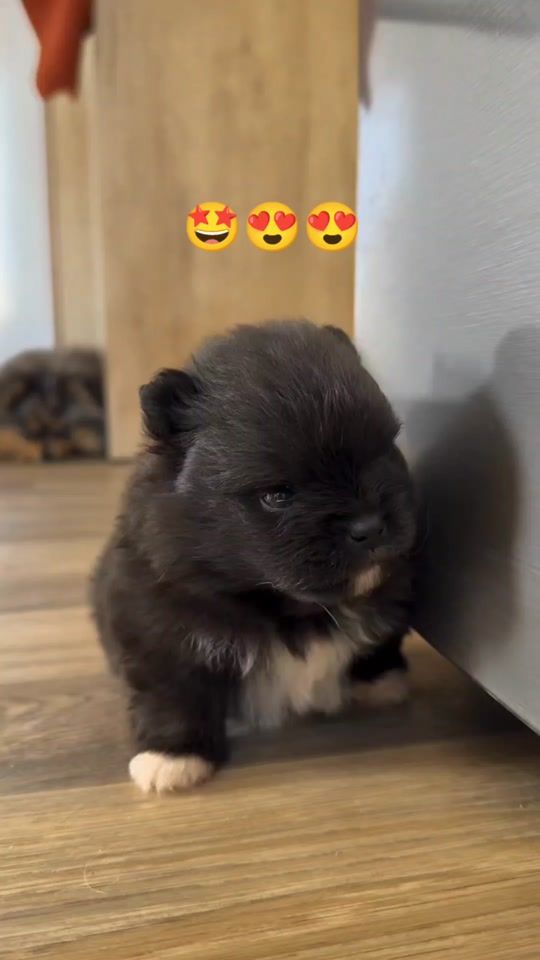 TikTok video thumbnail by hanselzon