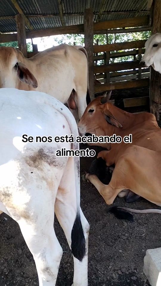 TikTok video thumbnail by eov93