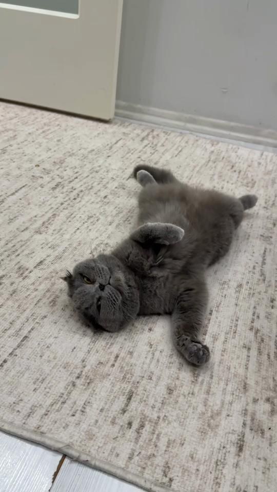 TikTok video thumbnail by ilosderin06_05