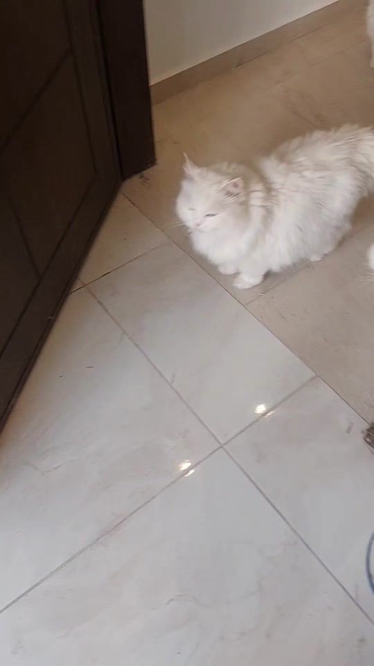 TikTok video thumbnail by natashoo0_