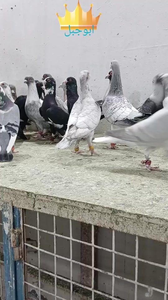 TikTok video thumbnail by ziadabojabal