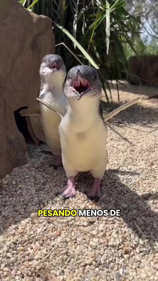 TikTok video thumbnail by ismael_chee