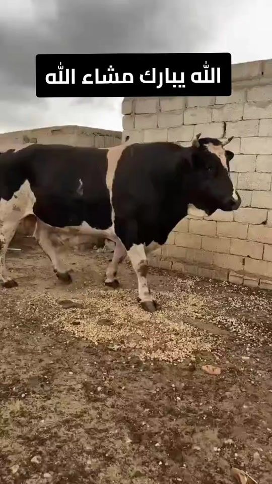 TikTok video thumbnail by dyphf9we8bst