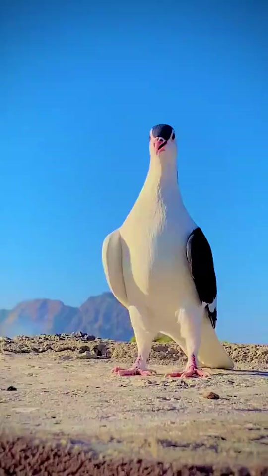 TikTok video thumbnail by shamshadkhan1456
