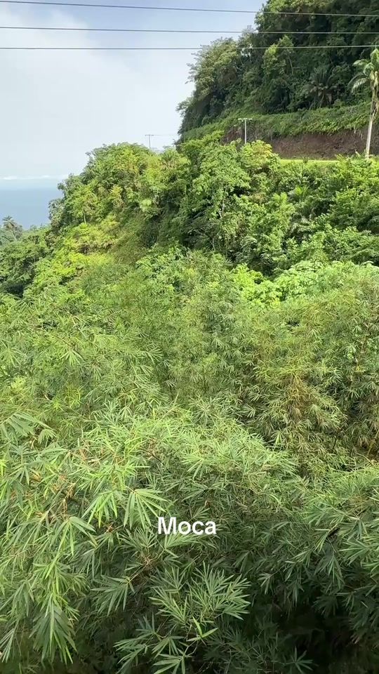TikTok video thumbnail by alaa.omar4877