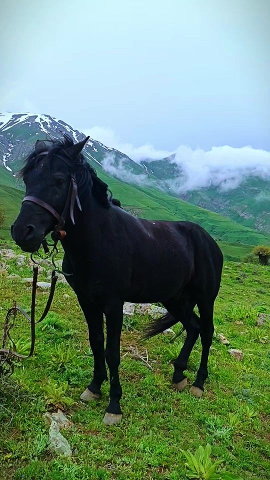 TikTok video thumbnail by elmin.hesenov2