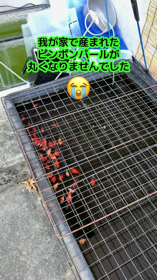 TikTok video thumbnail by medaka_ch_