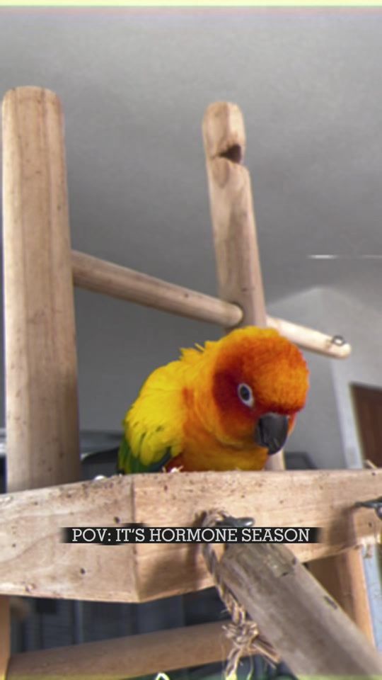 TikTok video thumbnail by featherandfur