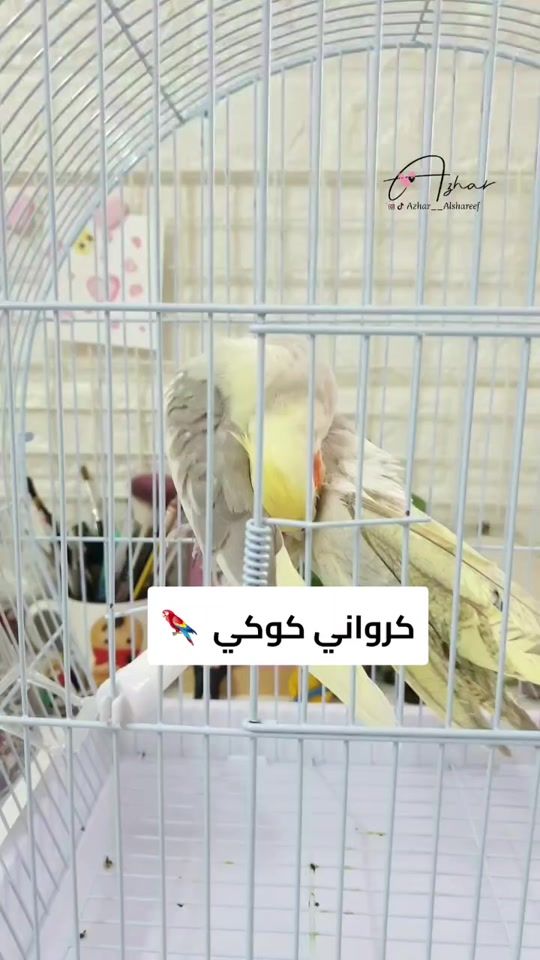 TikTok video thumbnail by azhar__alshareef