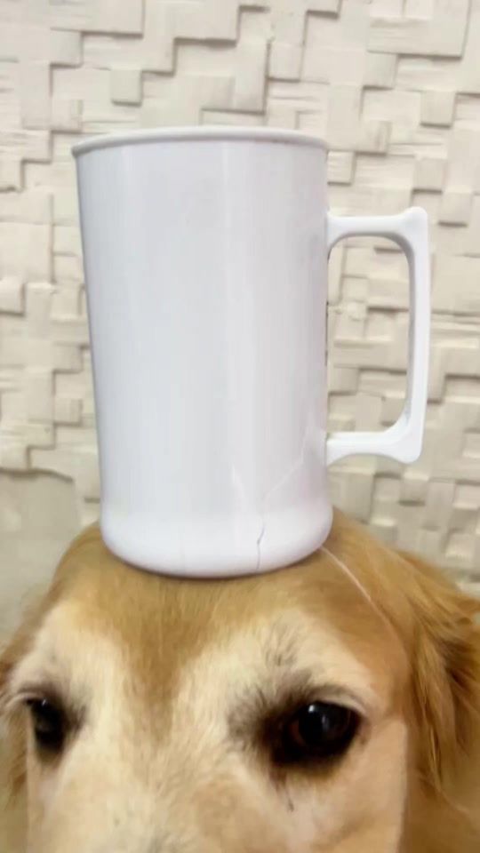 TikTok video thumbnail by sexteto4patas