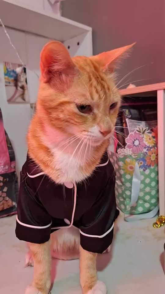 TikTok video thumbnail by bruno_cat01