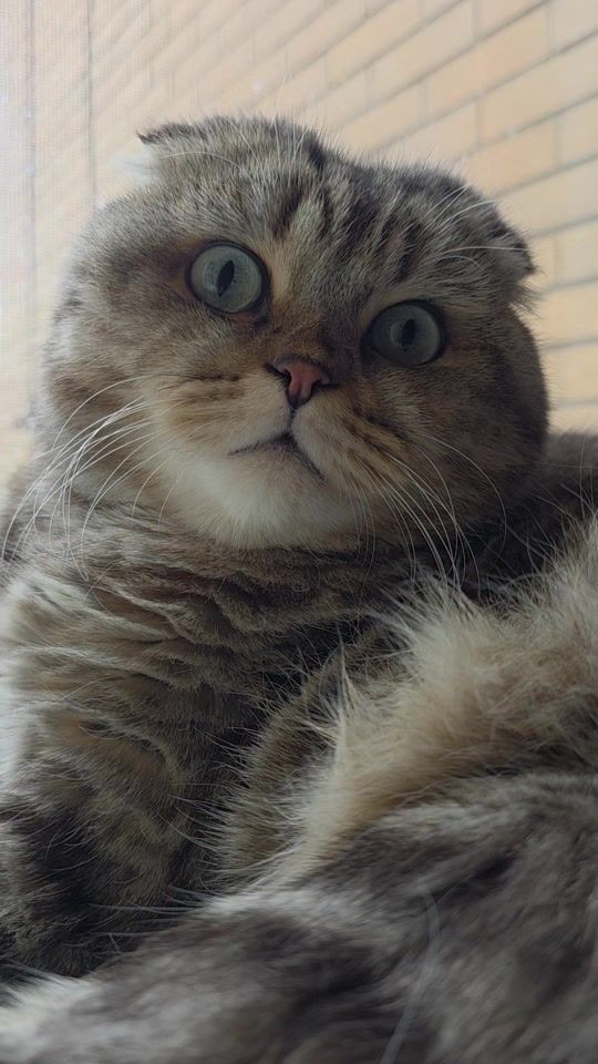 TikTok video thumbnail by platon_scottishcat