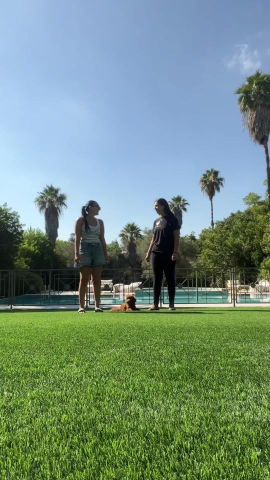 TikTok video thumbnail by ophir_dogtrainer