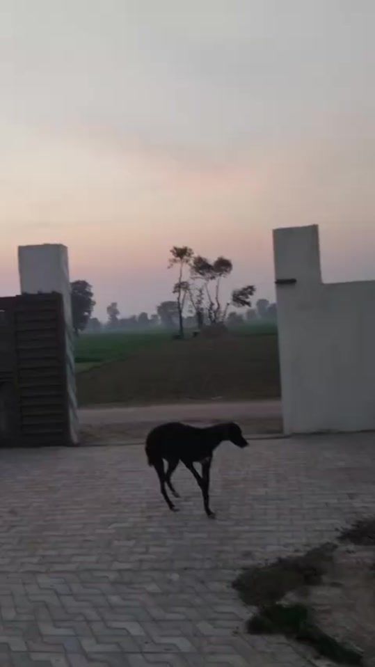 TikTok video thumbnail by balalgujjar04