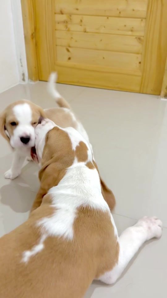 TikTok video thumbnail by shabumootha.story