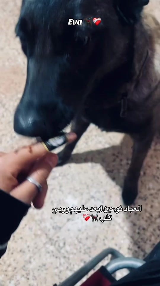 TikTok video thumbnail by eva_ava16