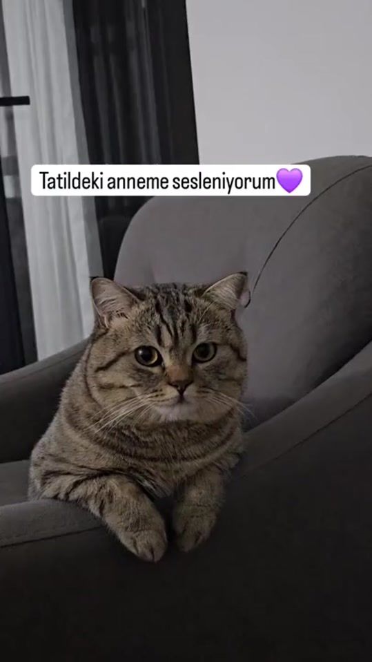 TikTok video thumbnail by fenomencatbehll