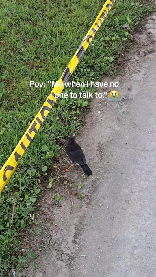 TikTok video thumbnail by izzy655_