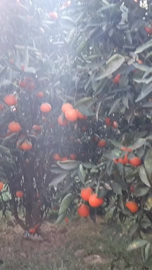 TikTok video thumbnail by riyad.alarshi