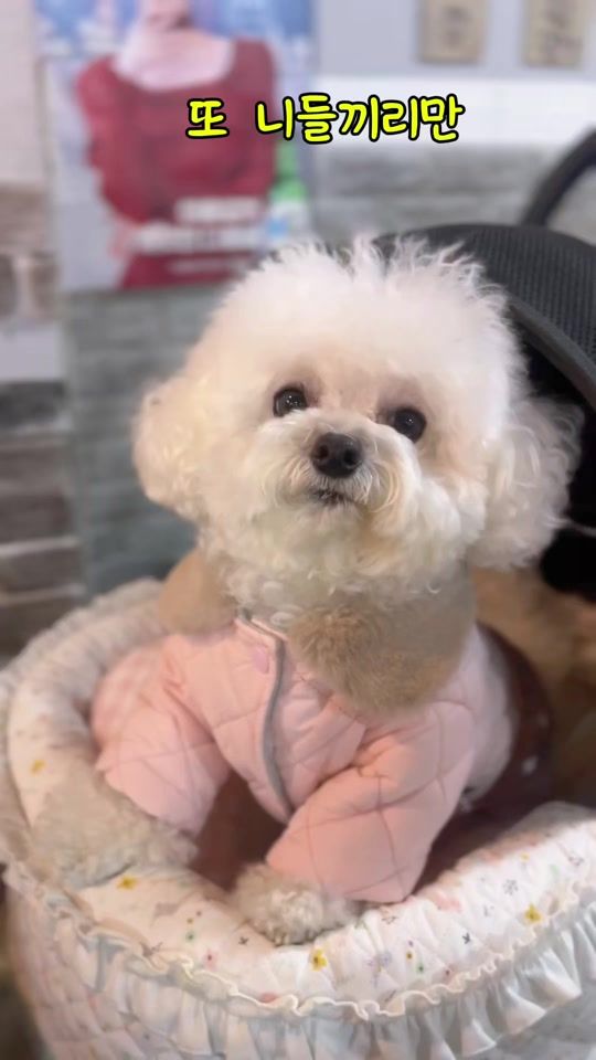 TikTok video thumbnail by merch_l