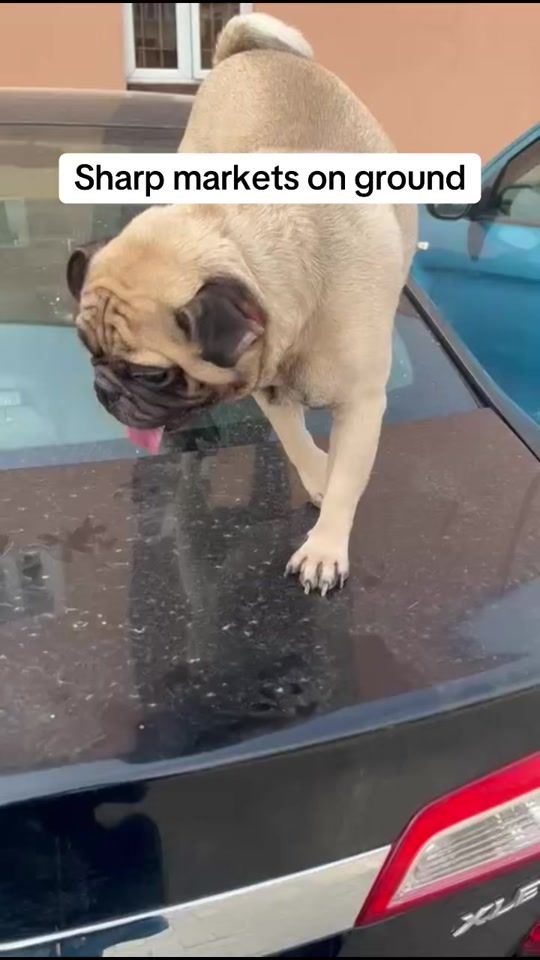 TikTok video thumbnail by dognaire