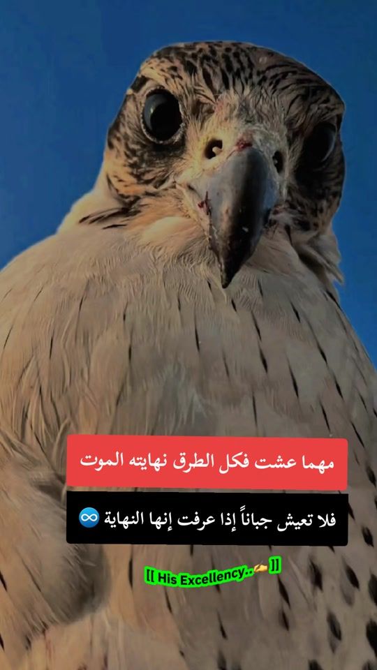 TikTok video thumbnail by user6618629817790