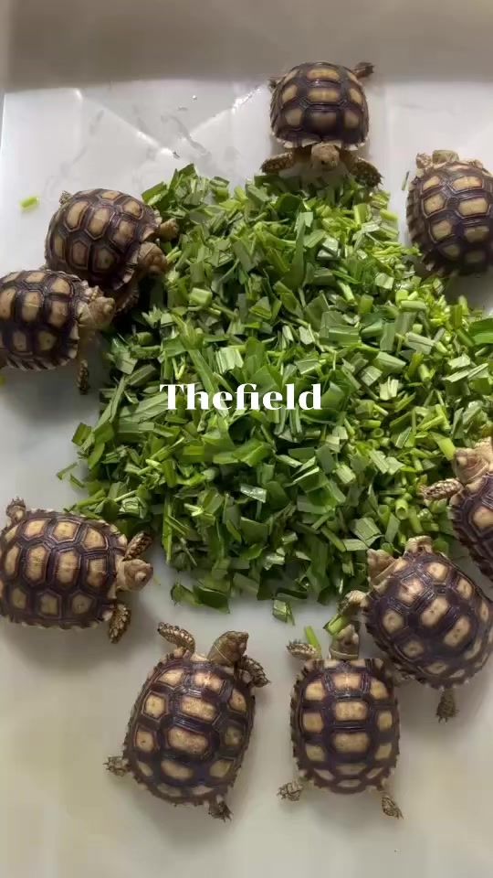 TikTok video thumbnail by thefieldfarm