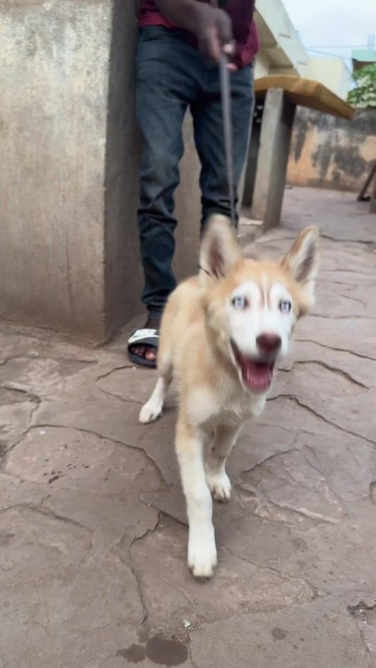TikTok video thumbnail by bouba_baws2