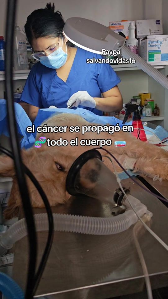 TikTok video thumbnail by husipet