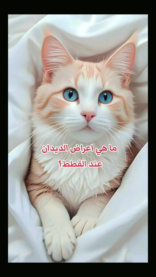 TikTok video thumbnail by leadah29