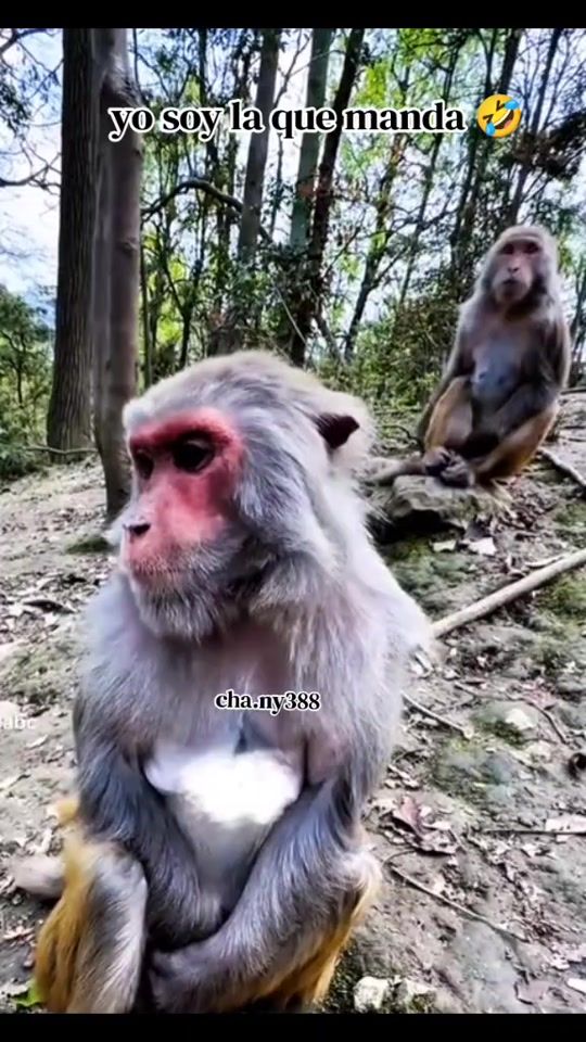 TikTok video thumbnail by cha.ny388