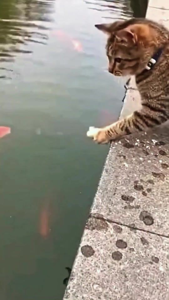 TikTok video thumbnail by raufwww