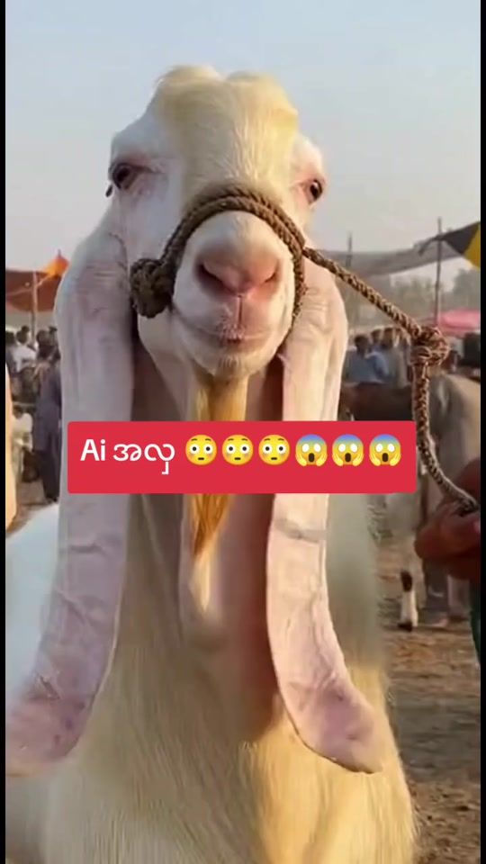 TikTok video thumbnail by chit.min.thu7519