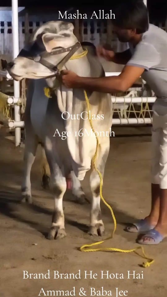 TikTok video thumbnail by ammadkhanc.f