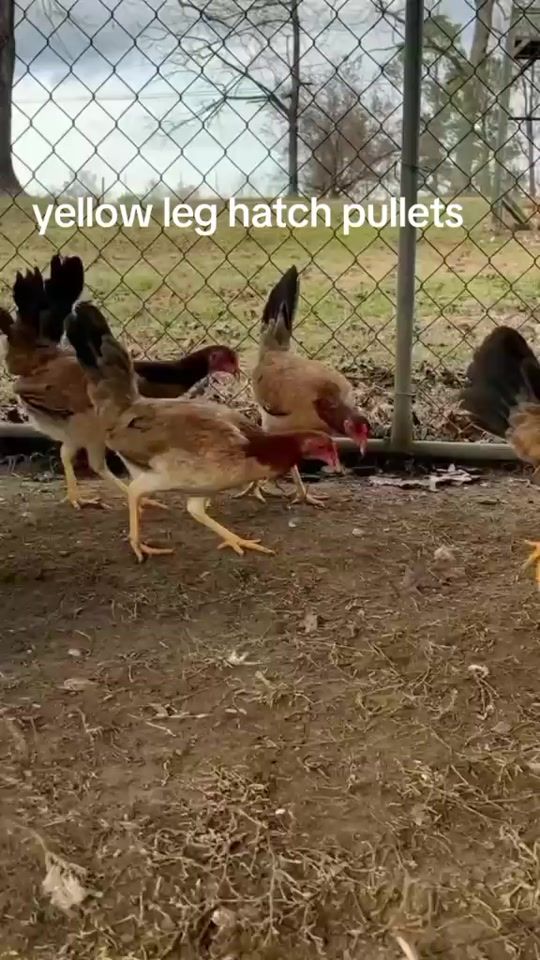 TikTok video thumbnail by jeffrey_gamefowls