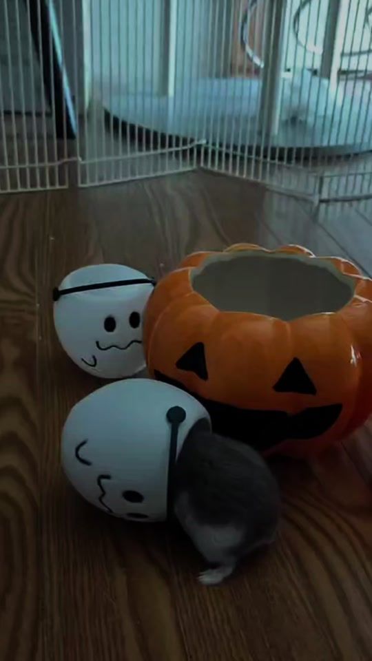 TikTok video thumbnail by melocohamchan