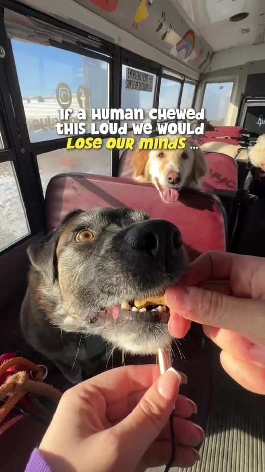 TikTok video thumbnail by ruffandpuffyyc