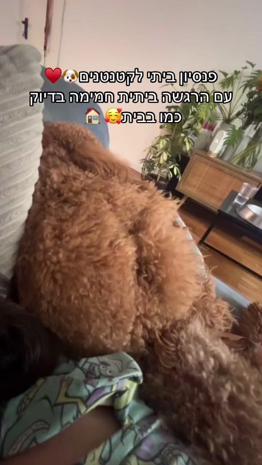 TikTok video thumbnail by ophir_dogtrainer