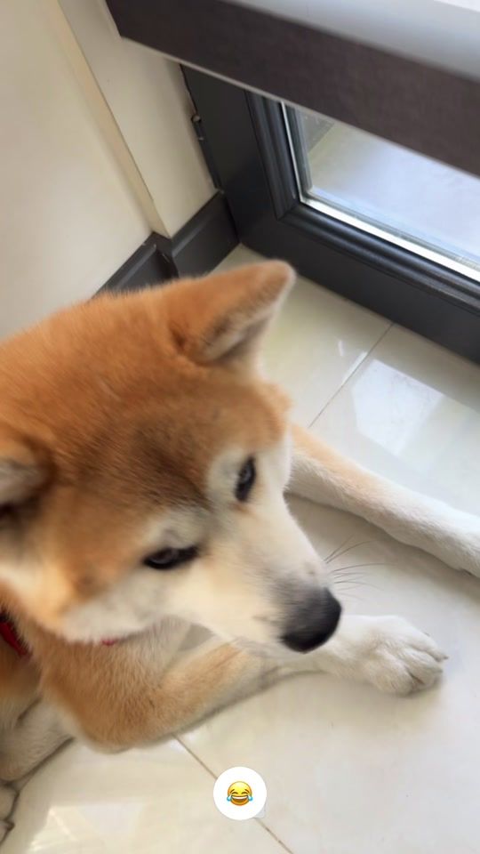 TikTok video thumbnail by dog.hachiko