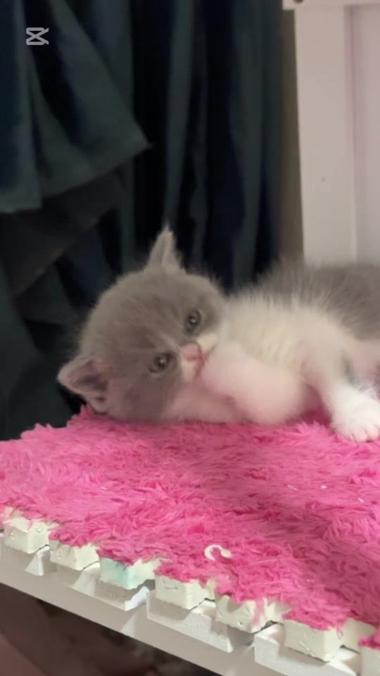 TikTok video thumbnail by britishcats.ge