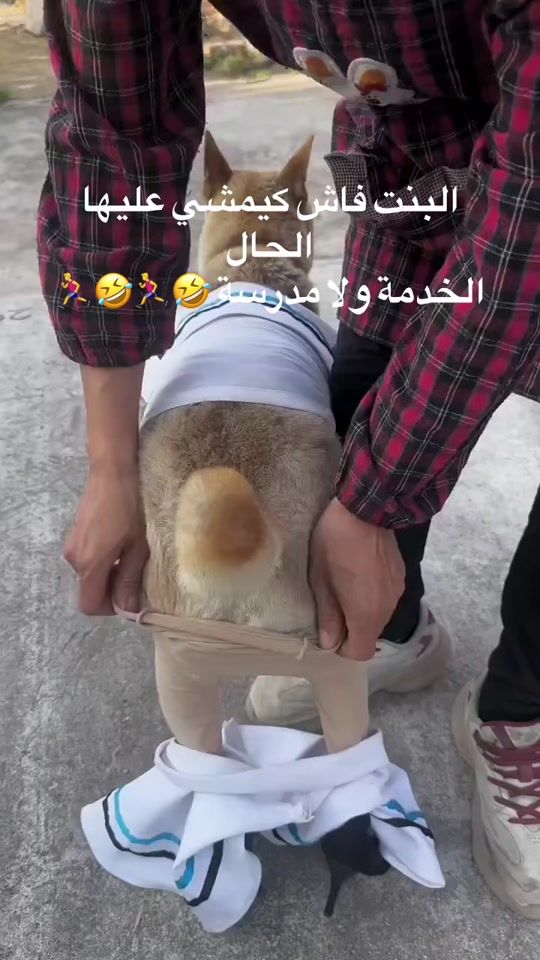 TikTok video thumbnail by dr.m.mounir