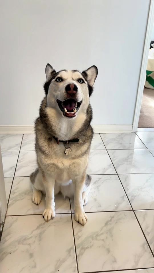 TikTok video thumbnail by ontariohuskies